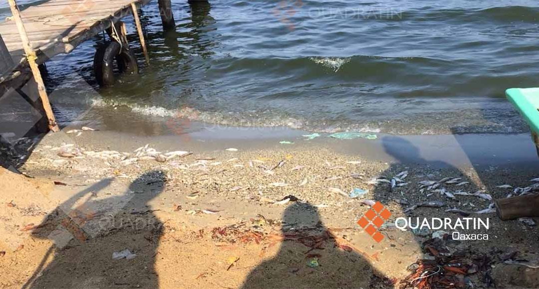 Reportan miles de peces muertos en laguna El Zapotalito