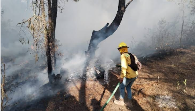 Reportan que se activo otra vez el incendio forestal en Cacaluta