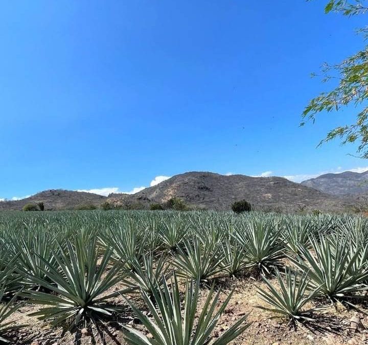 VIAJA A SAN DIONISIO OCOTEPEC Y SIENTE SUS RAÍCES ANCESTRALES. y el Artista Plástico Luis Ortiz, que con su arte llegó a un film de Hollywood.