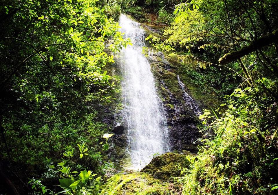 Ideal para hacer Ecoturismo es San Isidro Llano Grande y el Artista Héctor A. Mendoza