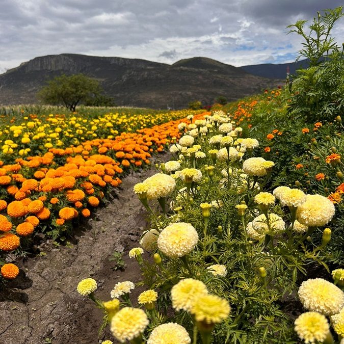 Celebrará Unión Zapata segunda Feria de las Flores de Muertos