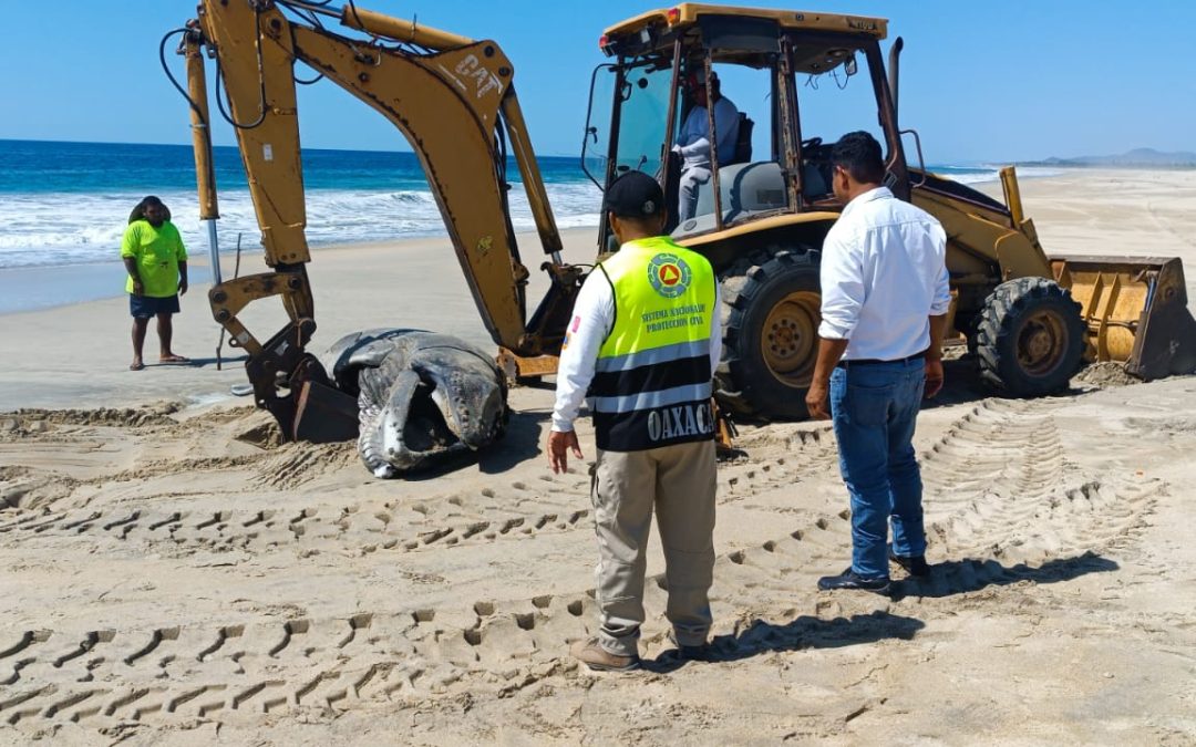 Atiende Protección Civil varamiento de ballena en playa de Oaxaca