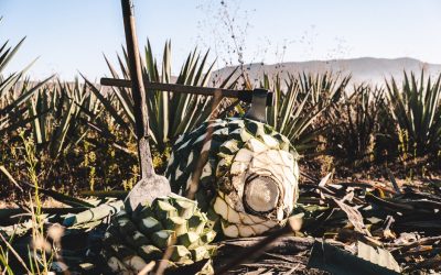 Viaja por los Pueblos del Mezcal en Oaxaca.